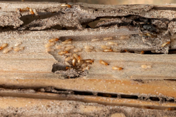 Best Pest Control Treatment  in Tainter Lake, WI