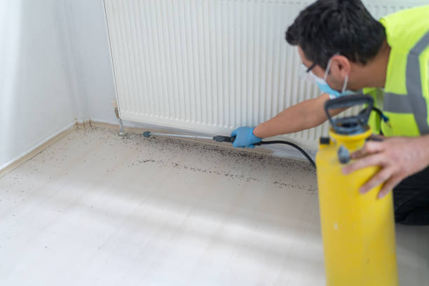 Wasp Removal Services in Tainter Lake, WI